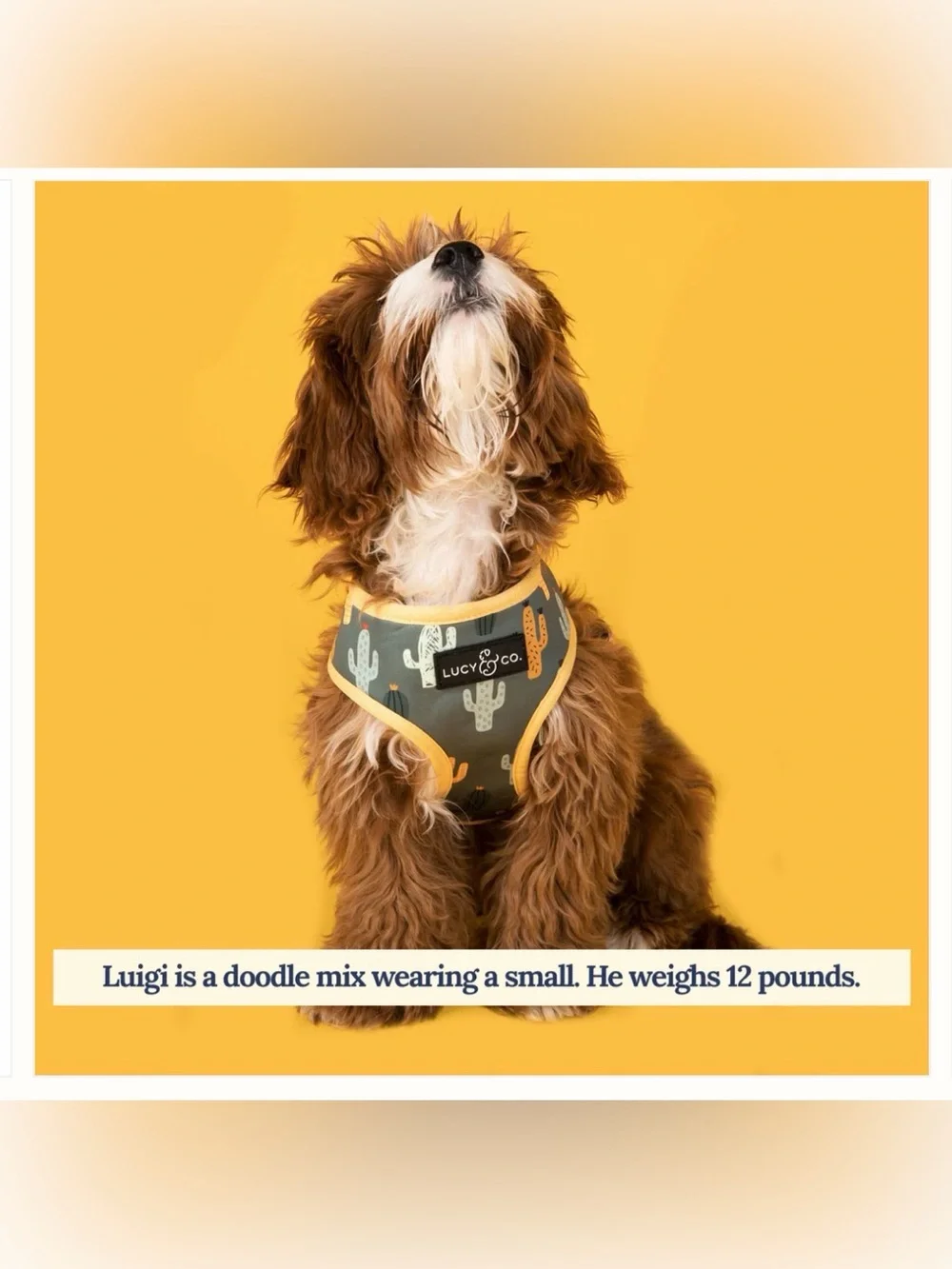 Lucy & Co Looking Sharp Reversible Harness